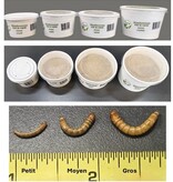 La Swamp LA SWAMP Small mealworms