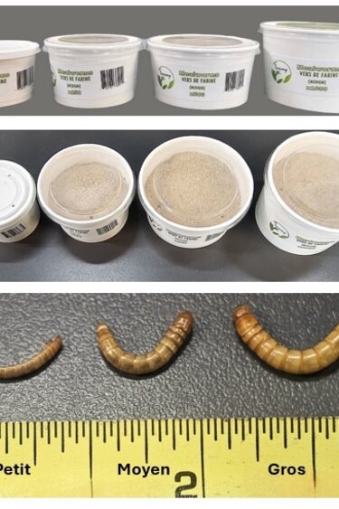 La Swamp LA SWAMP Small mealworms