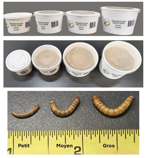 La Swamp  LA SWAMP Large Mealworms