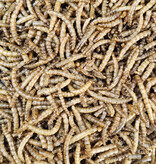 La Swamp LA SWAMP  Dried mealworms