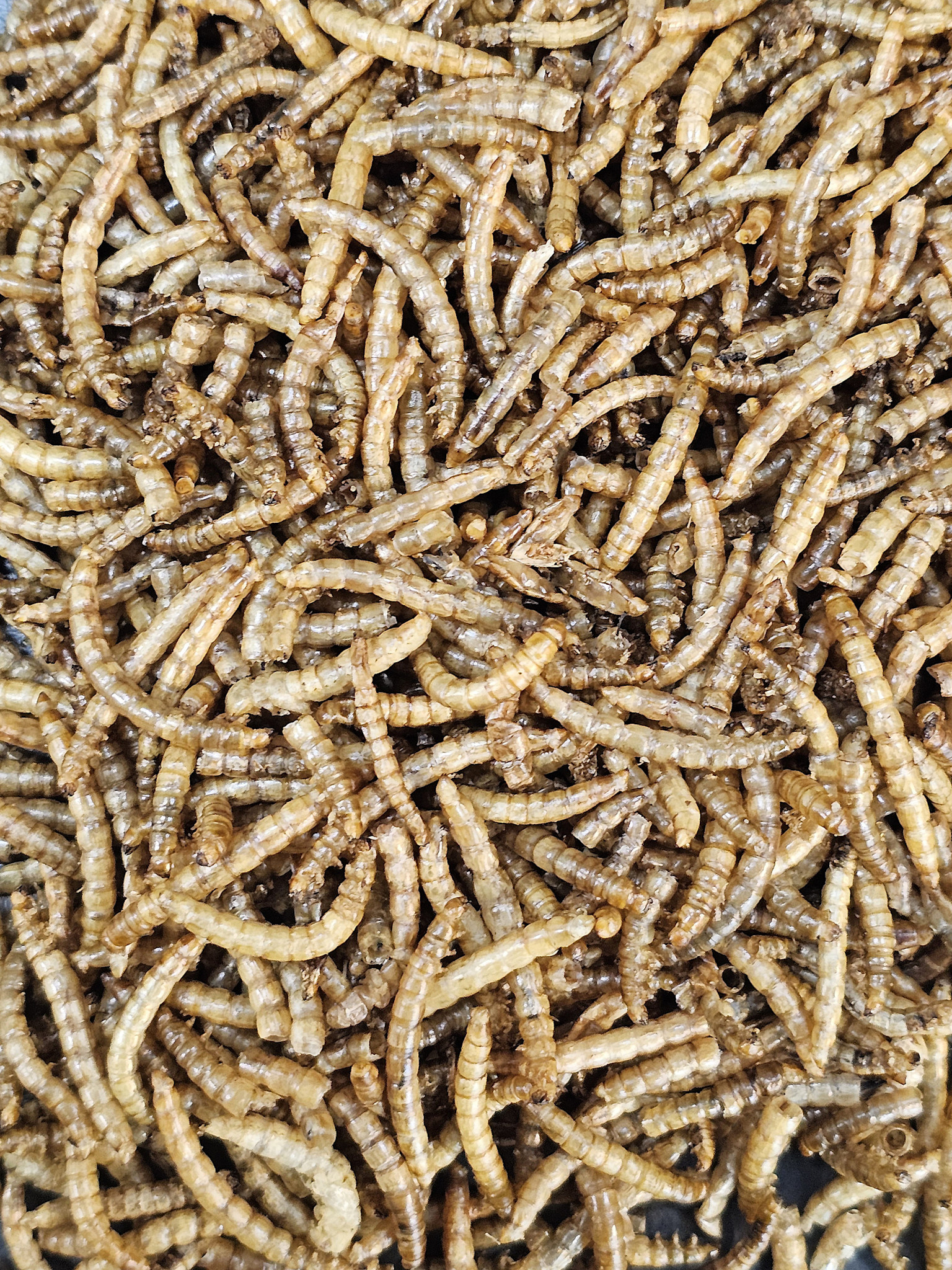 La Swamp LA SWAMP  Dried mealworms