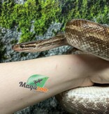 Magazoo Venezuelan rainbow boa female 2020