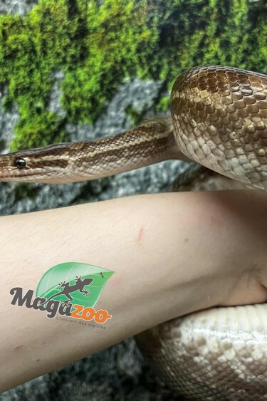 Magazoo Venezuelan rainbow boa female 2020