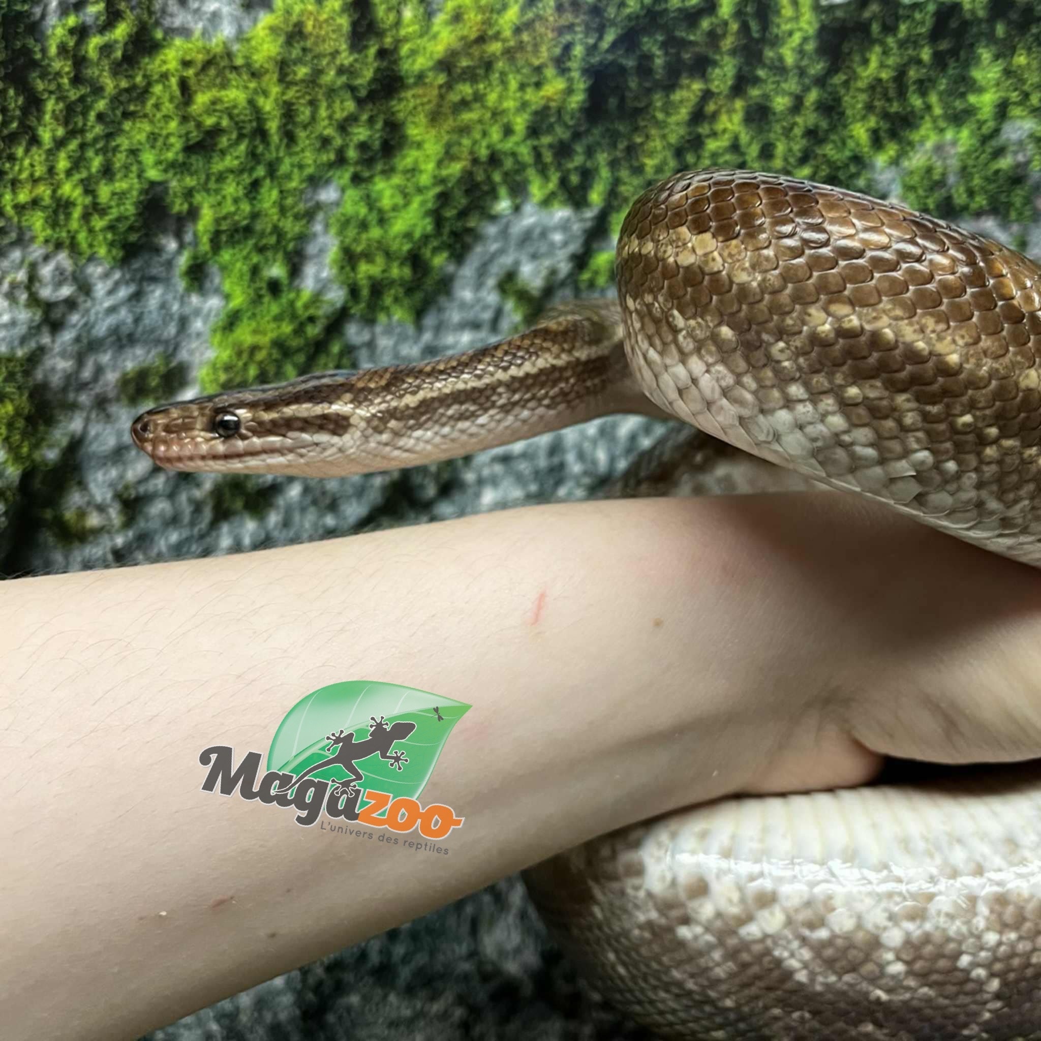 Magazoo Venezuelan rainbow boa female 2020
