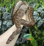Magazoo Venezuelan rainbow boa female 2020