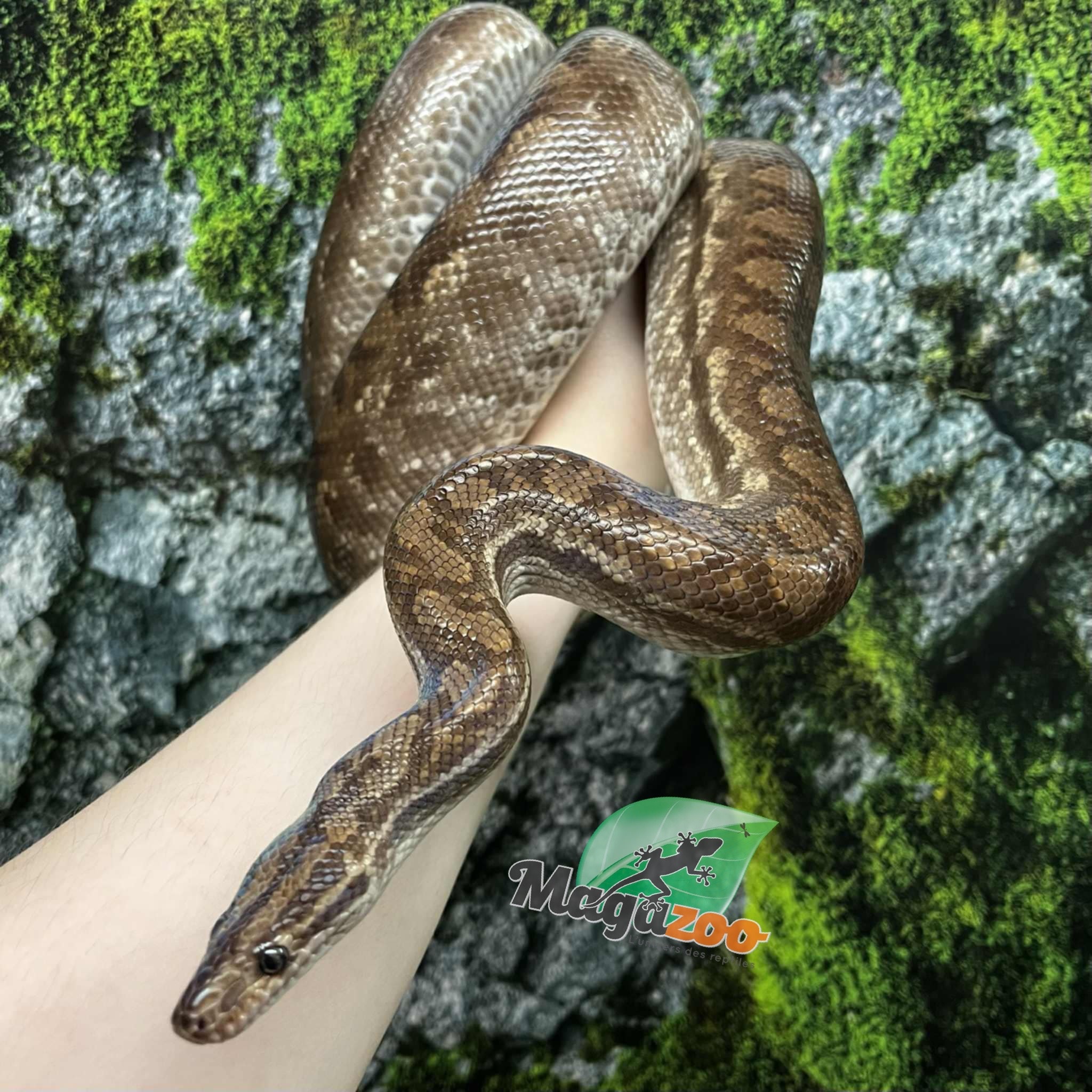 Magazoo Venezuelan rainbow boa female 2020