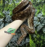 Magazoo Venezuelan rainbow boa female 2020