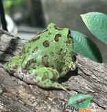 Magazoo Baby Blue Peppermint Horned frog (PacMan)