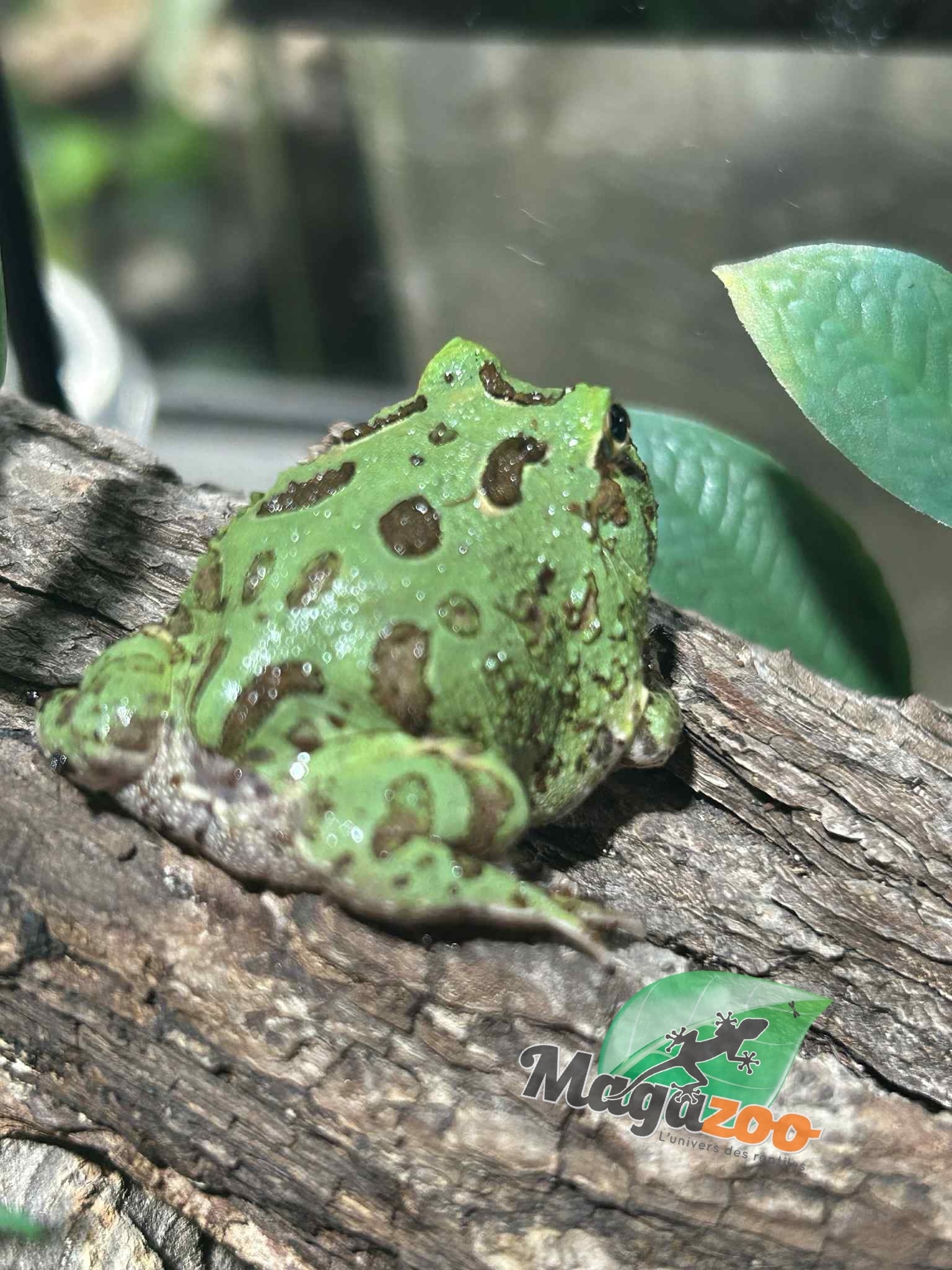 Magazoo Grenouille cornue d'Argentine Blue Peppermint (pac man) bébé