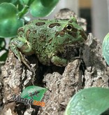 Magazoo Baby Blue Peppermint Horned frog (PacMan)