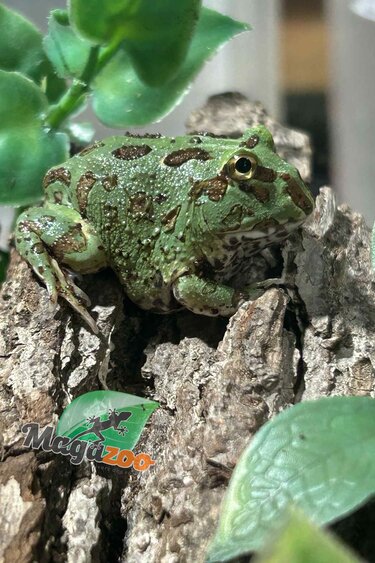 Magazoo Baby Blue Peppermint Horned frog (PacMan)