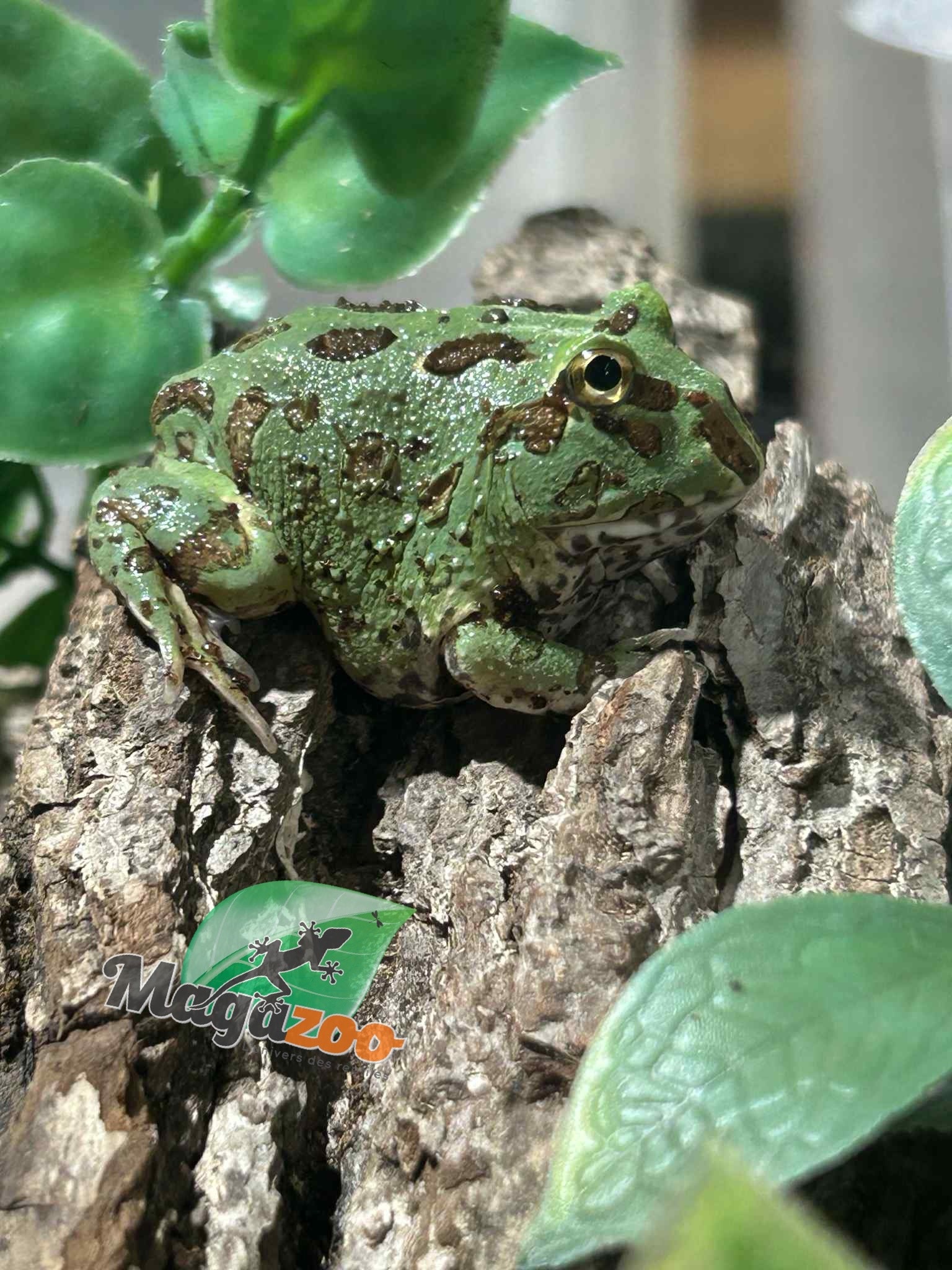 Magazoo Baby Blue Peppermint Horned frog (PacMan)