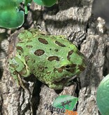 Magazoo Baby Blue Peppermint Horned frog (PacMan)