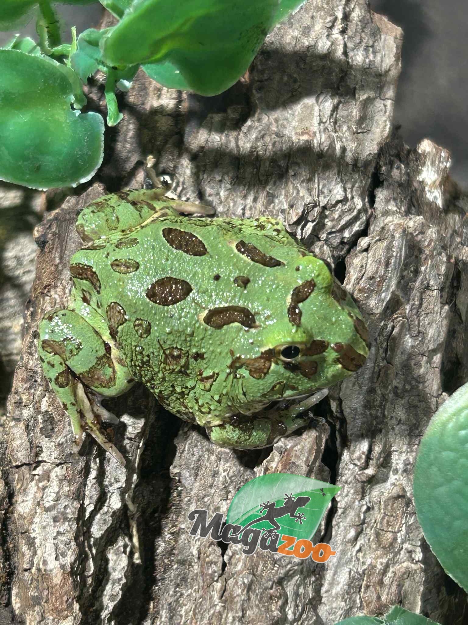 Magazoo Grenouille cornue d'Argentine Blue Peppermint (pac man) bébé