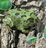 Magazoo Baby Blue Peppermint Horned frog (PacMan)