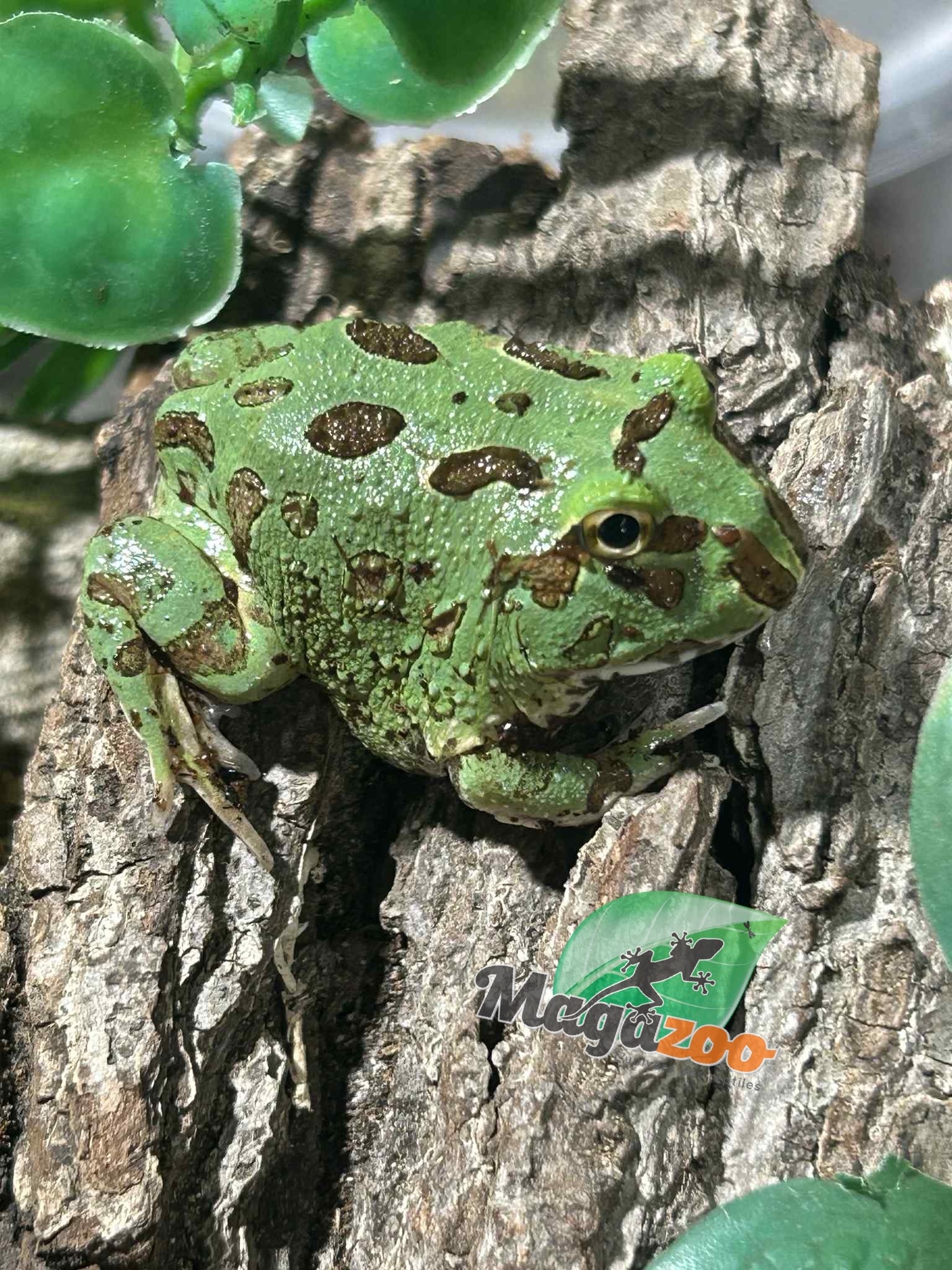 Magazoo Baby Blue Peppermint Horned frog (PacMan)