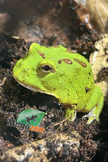 Magazoo Grenouille Cornue d'Argentine Matcha (Pac Man)