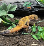 Magazoo Light Blacknight Male Leopard Gecko 02/27/25 #3 (SPECIAL ORDER)