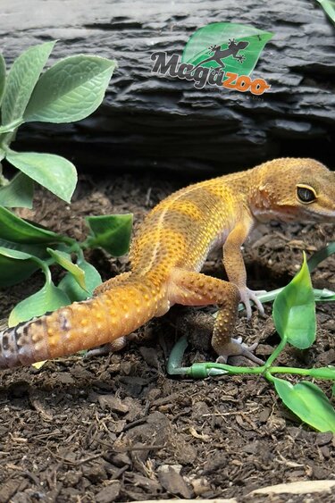 Magazoo Light Blacknight Male Leopard Gecko 02/27/25 #3 (SPECIAL ORDER)