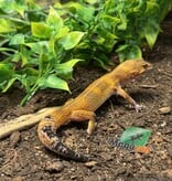 Magazoo Gecko léopard Light Blacknight Mâle 27/02/25 #3 (EN COMMANDE SPÉCIAL)