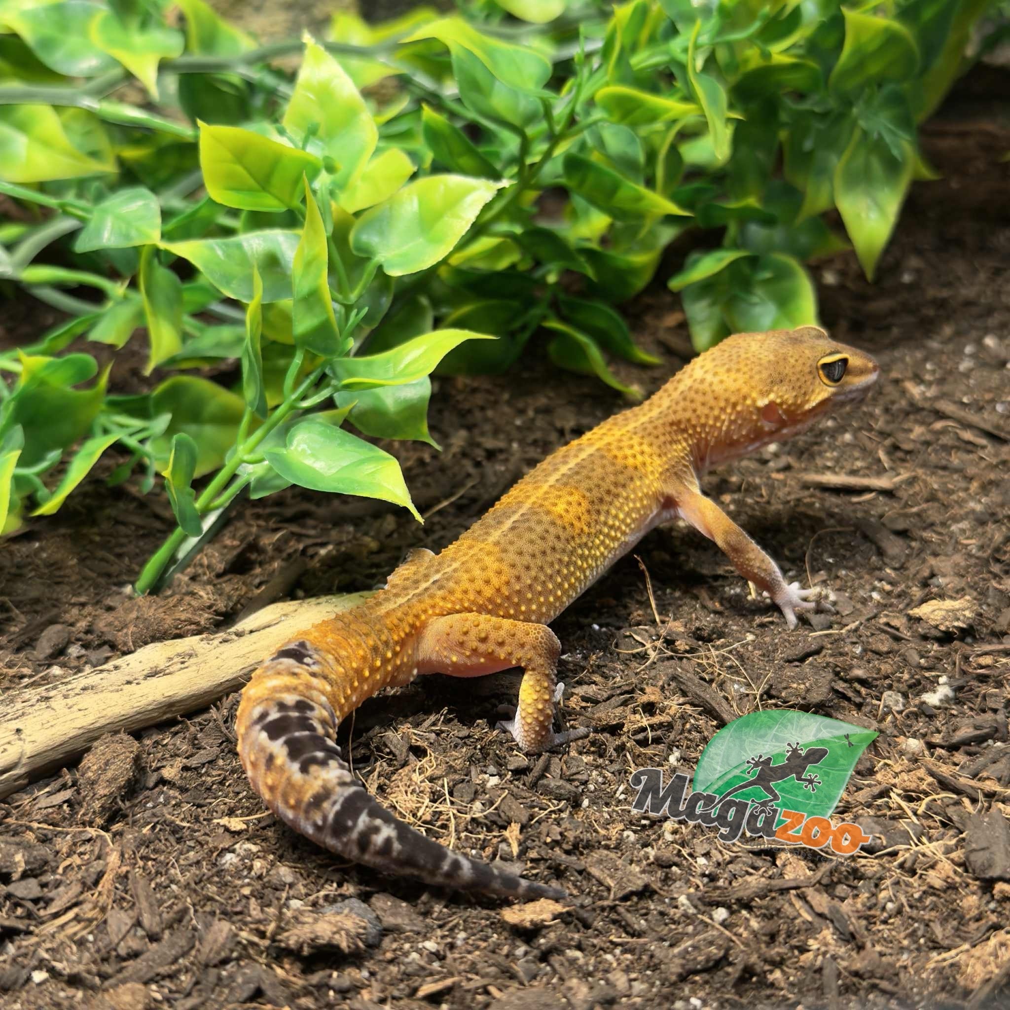 Magazoo Light Blacknight Male Leopard Gecko 02/27/25 #3 (SPECIAL ORDER)