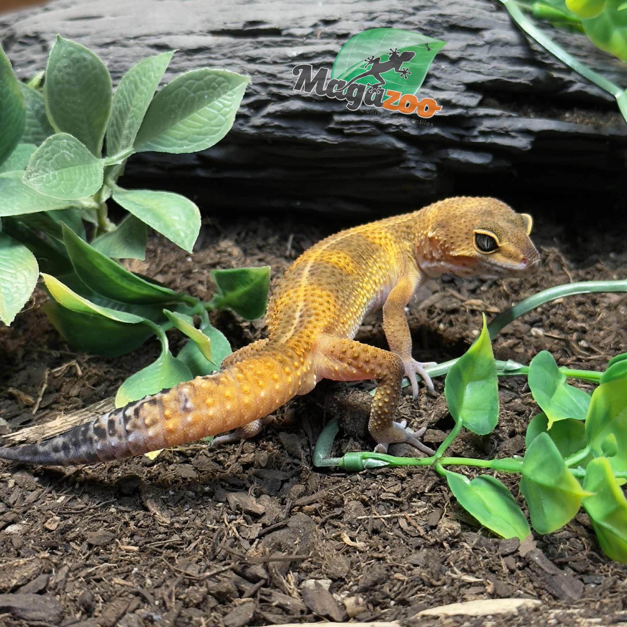 Magazoo Gecko léopard Light Blacknight Mâle 27/02/25 #3 (EN COMMANDE SPÉCIAL)