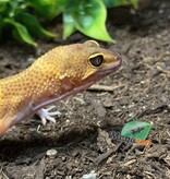 Magazoo Light Blacknight Male Leopard Gecko 02/27/25 #3 (SPECIAL ORDER)