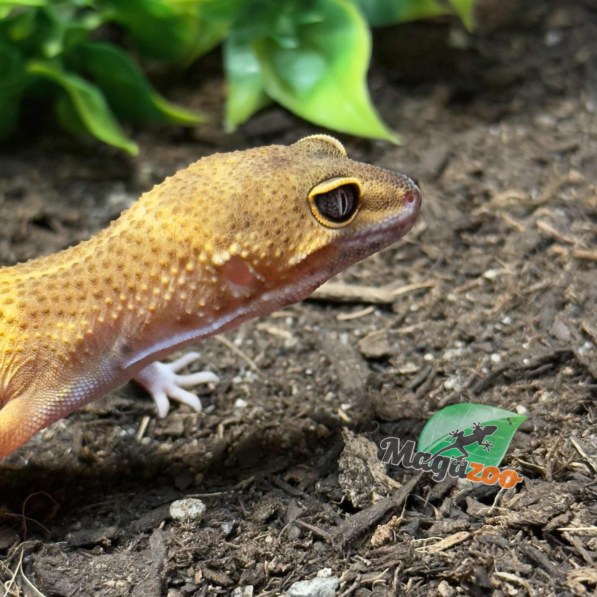 Magazoo Light Blacknight Male Leopard Gecko 02/27/25 #3 (SPECIAL ORDER)