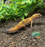 Magazoo Gecko léopard Light Blacknight Mâle 27/02/25 #3 (EN COMMANDE SPÉCIAL)