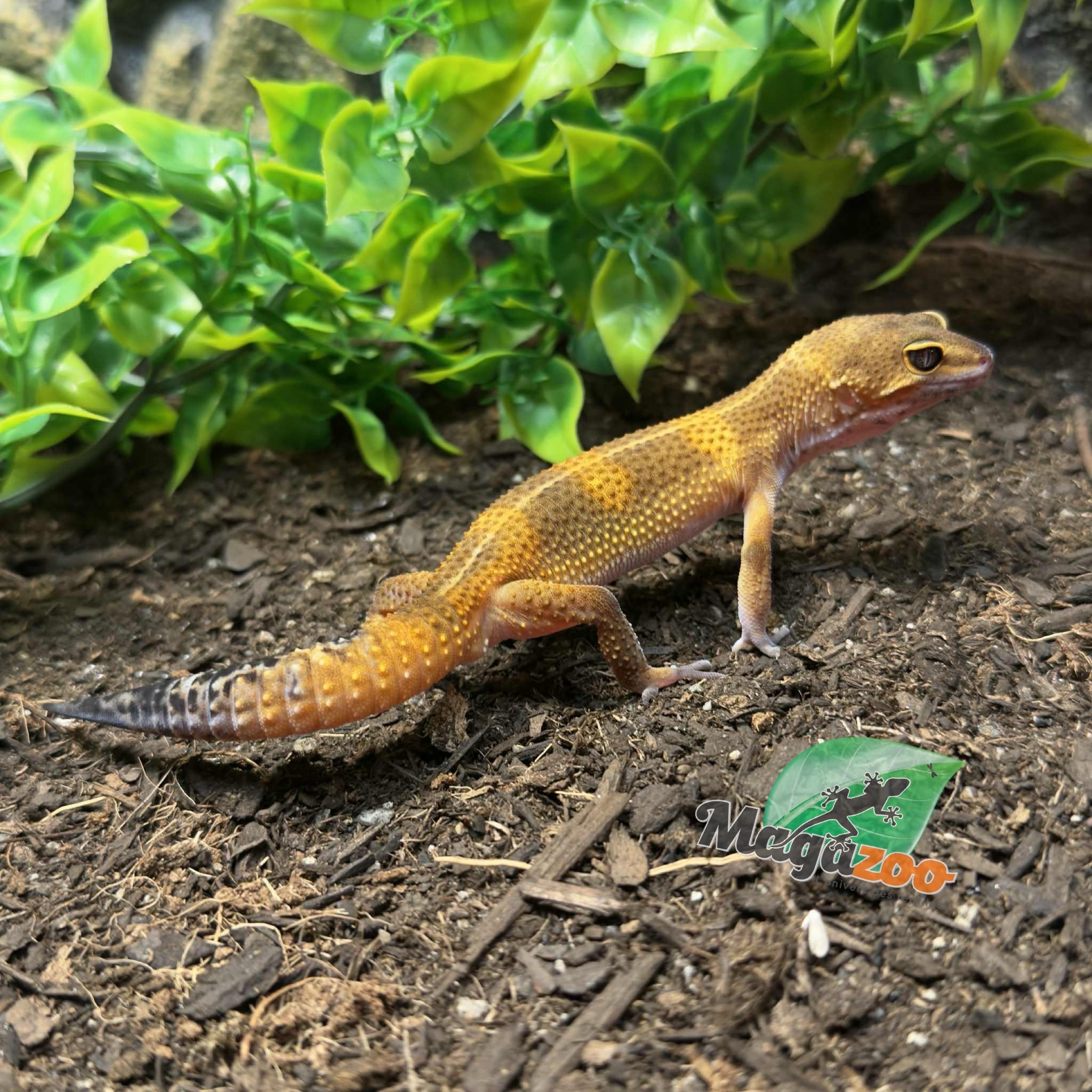 Magazoo Gecko léopard Light Blacknight Mâle 27/02/25 #3 (EN COMMANDE SPÉCIAL)