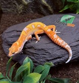 Magazoo Red Diamond Male Leopard Gecko 05/06/25 #5 (SPECIAL ORDER)