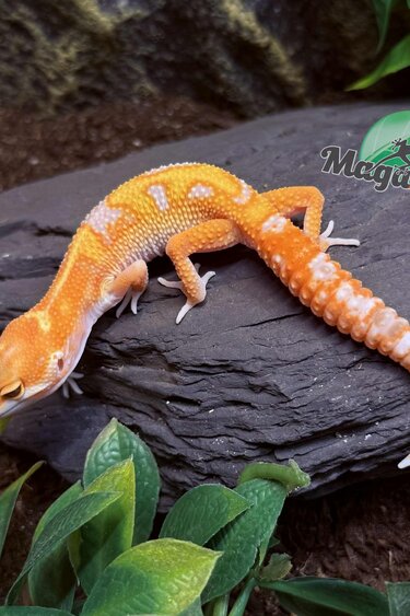 Magazoo Gecko léopard Red Diamond 06/05/25 Mâle #5 (EN COMMANDE SPÉCIAL)