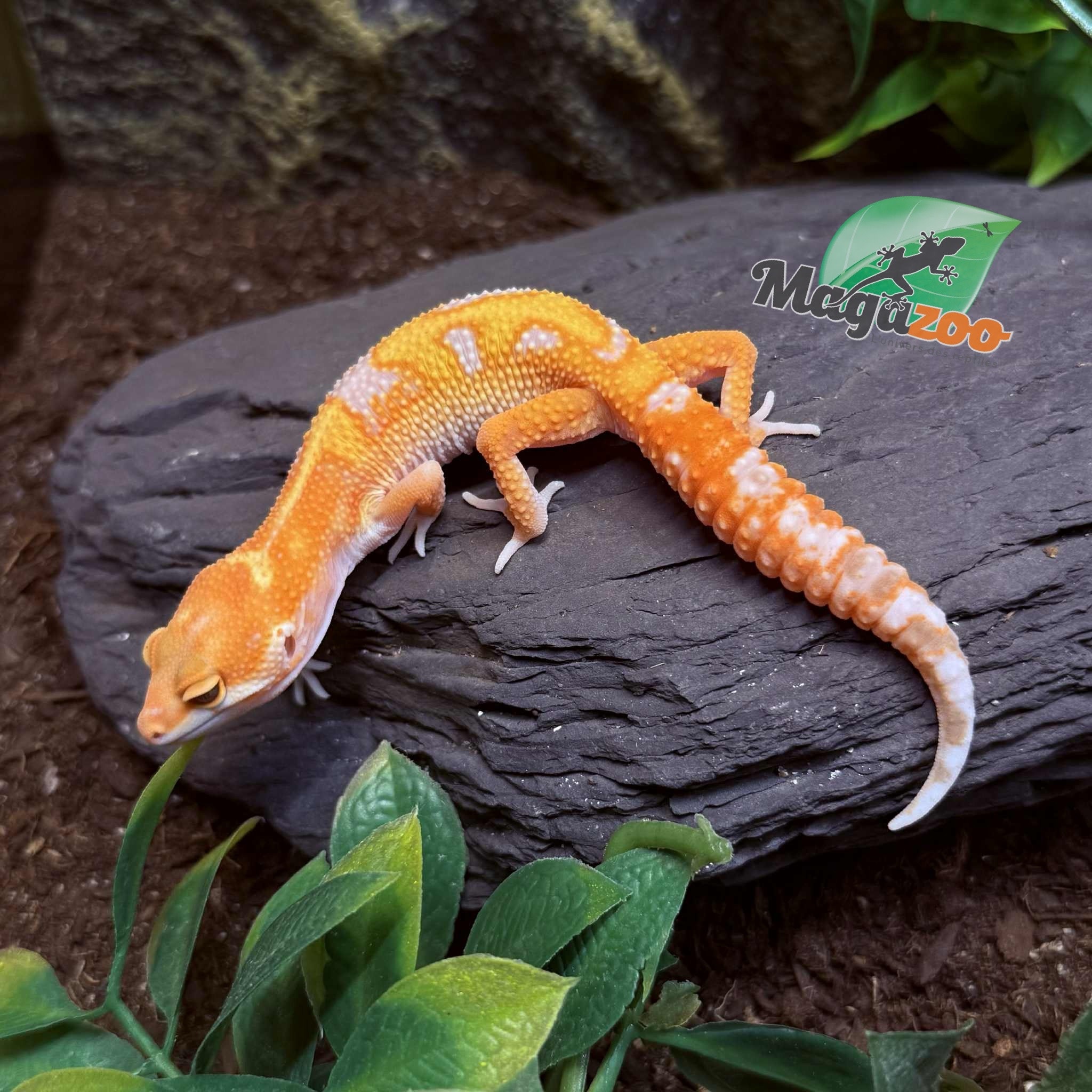 Magazoo Gecko léopard Red Diamond 06/05/25 Mâle #5 (EN COMMANDE SPÉCIAL)