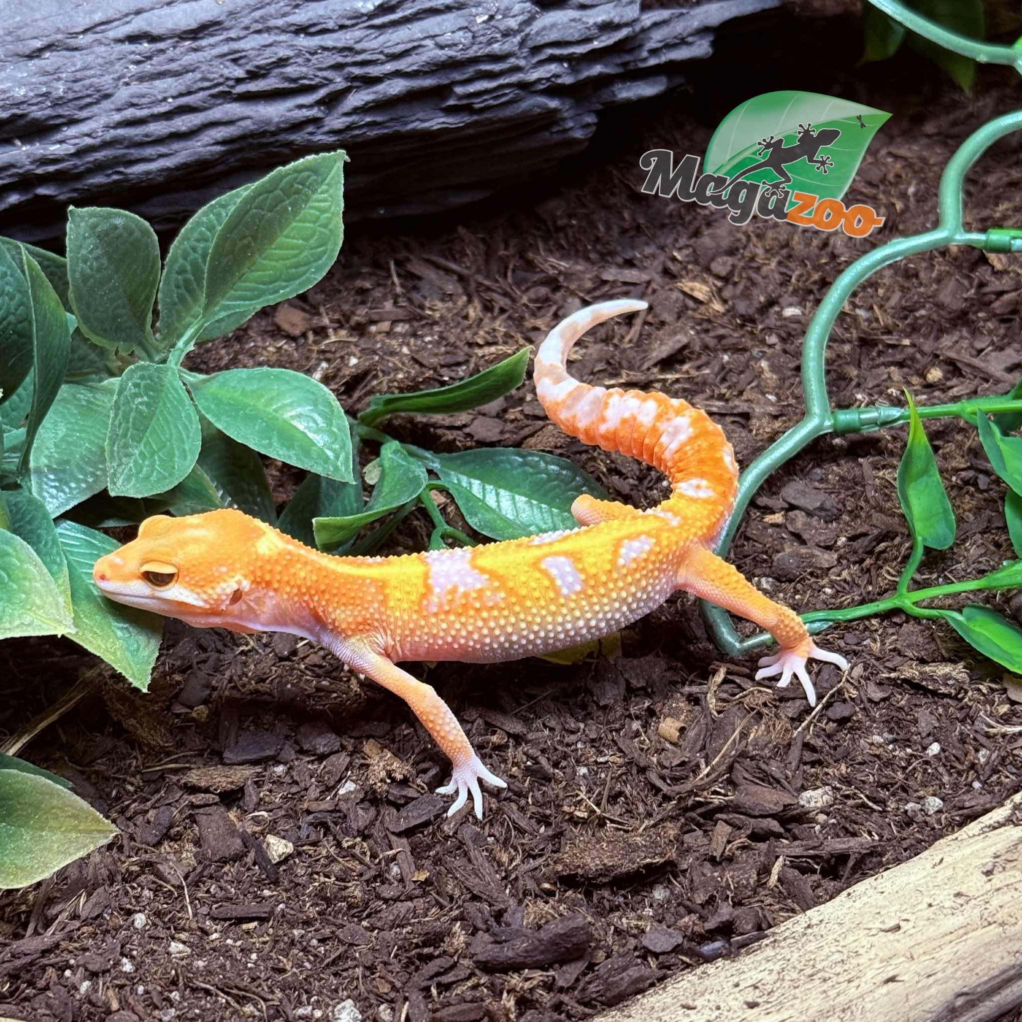 Magazoo Gecko léopard Red Diamond 06/05/25 Mâle #5 (EN COMMANDE SPÉCIAL)