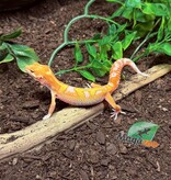 Magazoo Red Diamond Male Leopard Gecko 05/06/25 #5 (SPECIAL ORDER)