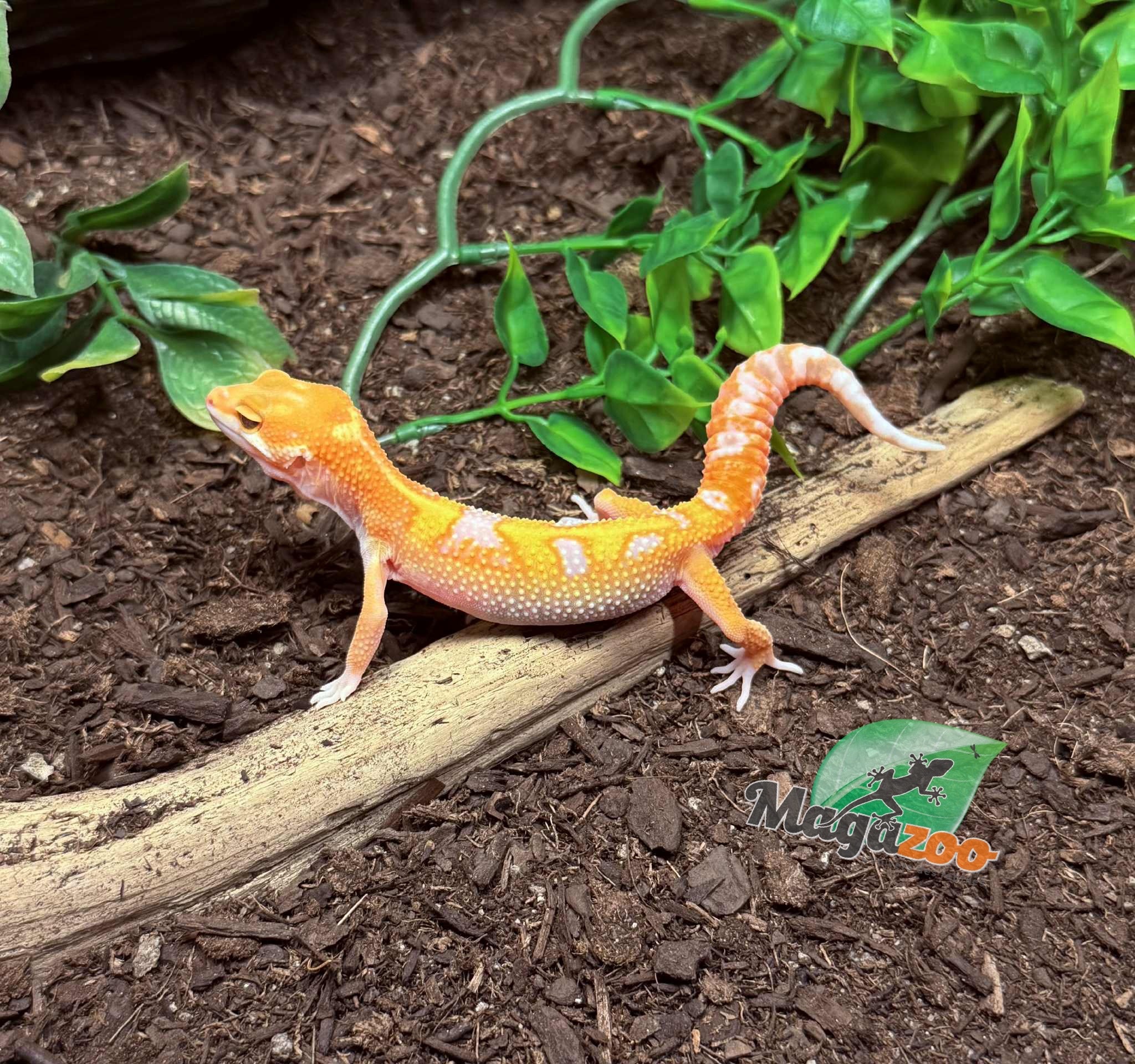 Magazoo Gecko léopard Red Diamond 06/05/25 Mâle #5 (EN COMMANDE SPÉCIAL)