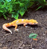 Magazoo Red Diamond Male Leopard Gecko 05/06/25 #5 (SPECIAL ORDER)
