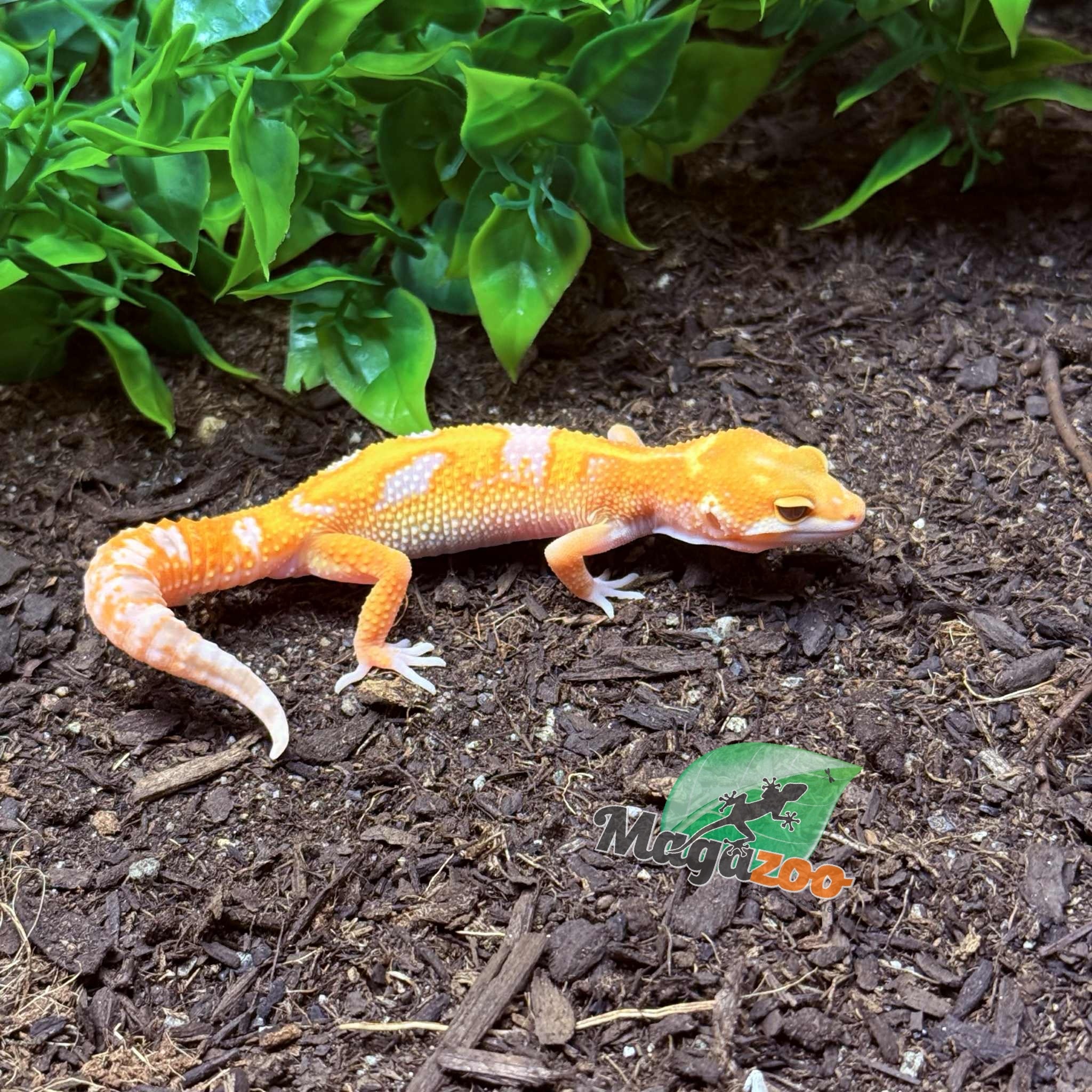 Magazoo Gecko léopard Red Diamond 06/05/25 Mâle #5 (EN COMMANDE SPÉCIAL)