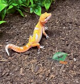 Magazoo Gecko léopard Red Diamond 06/05/25 Mâle #5 (EN COMMANDE SPÉCIAL)