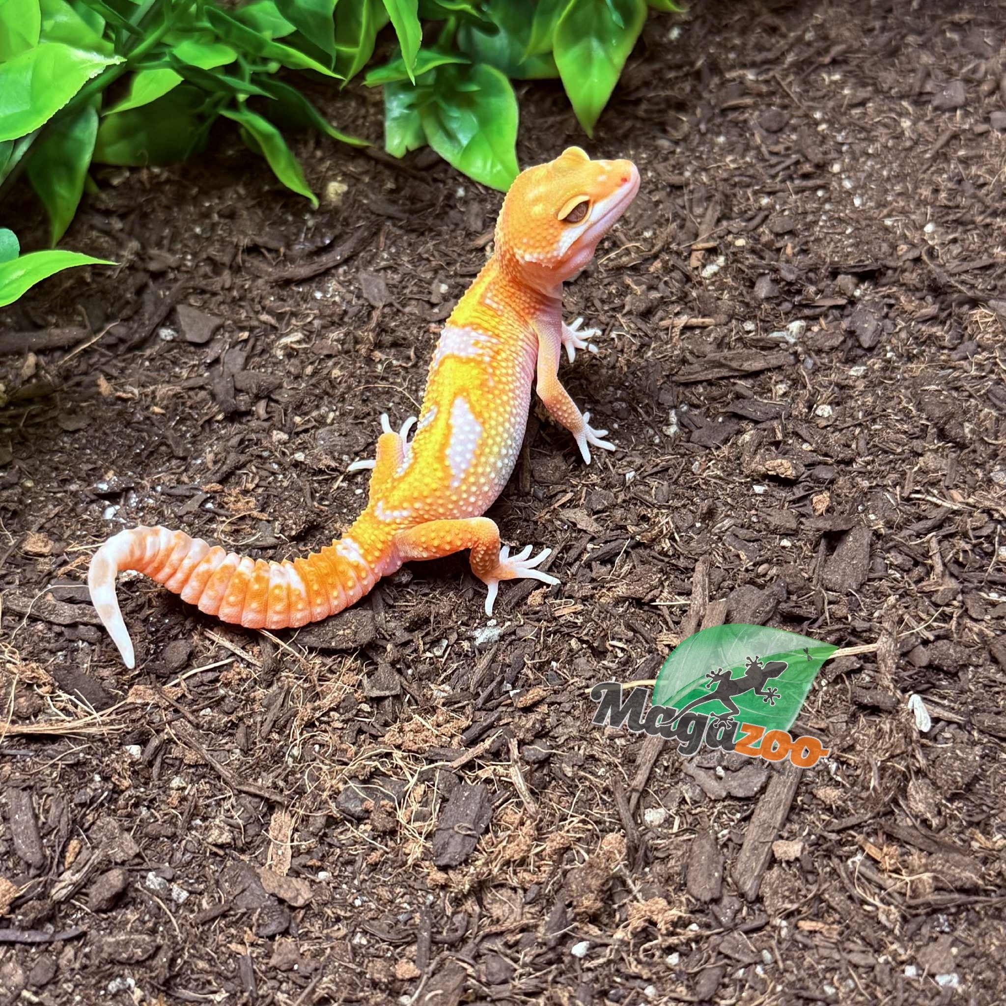 Magazoo Red Diamond Male Leopard Gecko 05/06/25 #5 (SPECIAL ORDER)