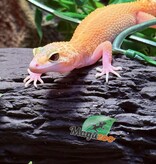 Magazoo Patternless Eclipse Female Leopard Gecko 04/20/25 #7 (SPECIAL ORDER)
