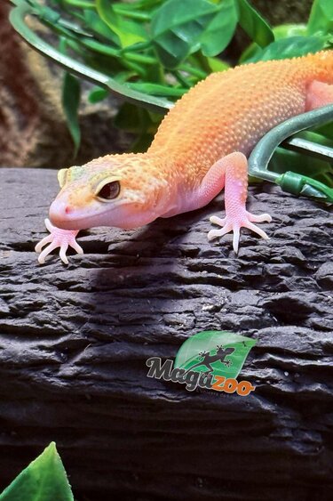Magazoo Patternless Eclipse Female Leopard Gecko 04/20/25 #7 (SPECIAL ORDER)