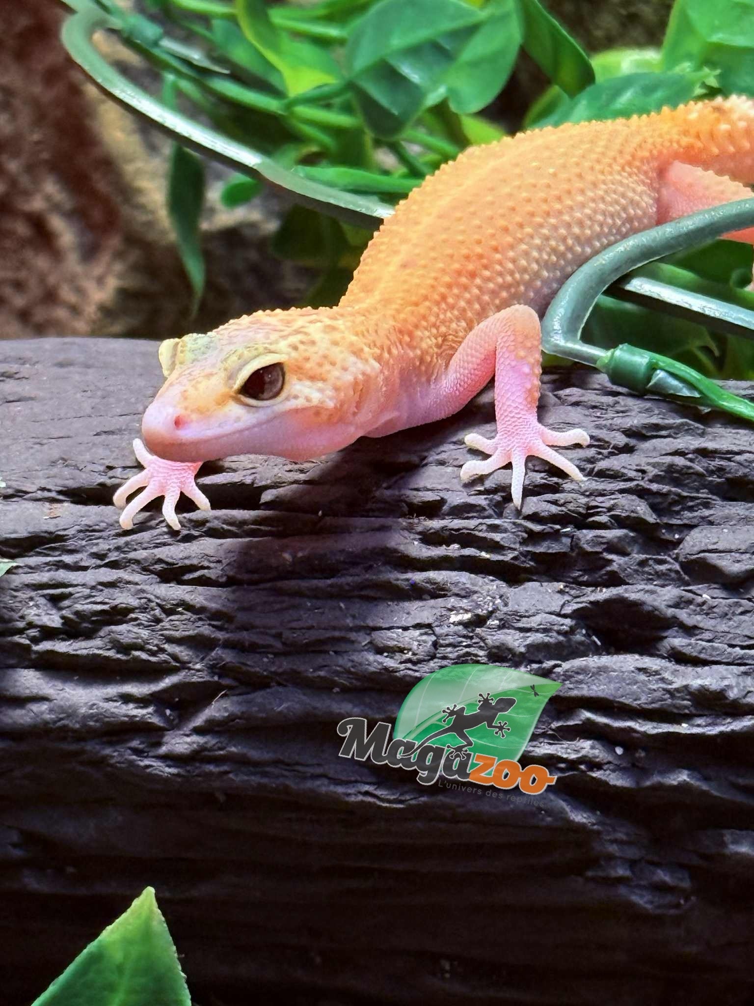 Magazoo Patternless Eclipse Female Leopard Gecko 04/20/25 #7 (SPECIAL ORDER)