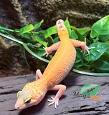 Magazoo Gecko léopard Patternless éclipse Femelle 20/04/25 #7 (EN COMMANDE SPÉCIAL)