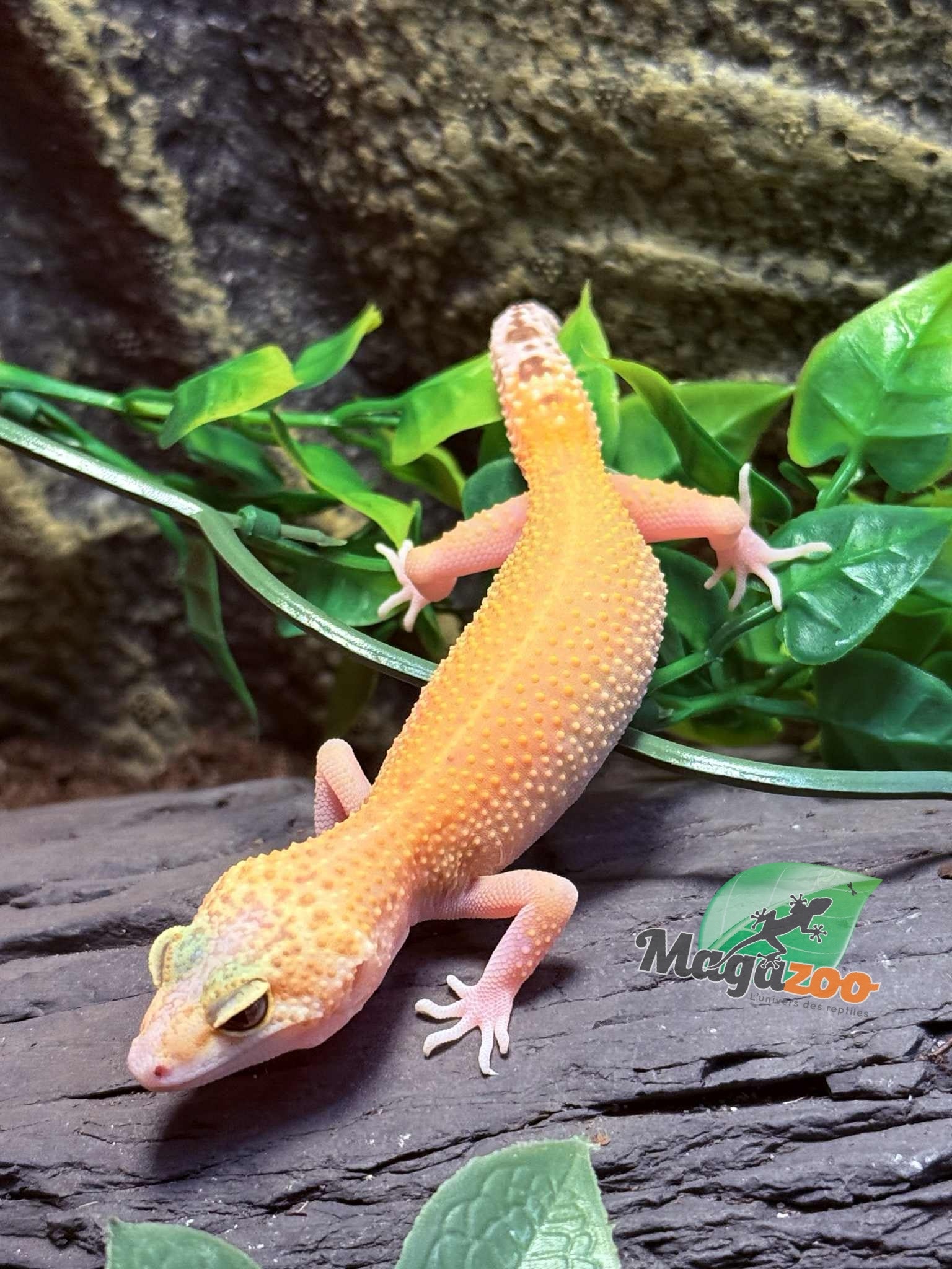 Magazoo Patternless Eclipse Female Leopard Gecko 04/20/25 #7 (SPECIAL ORDER)