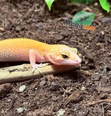 Magazoo Gecko léopard Patternless éclipse Femelle 20/04/25 #7 (EN COMMANDE SPÉCIAL)