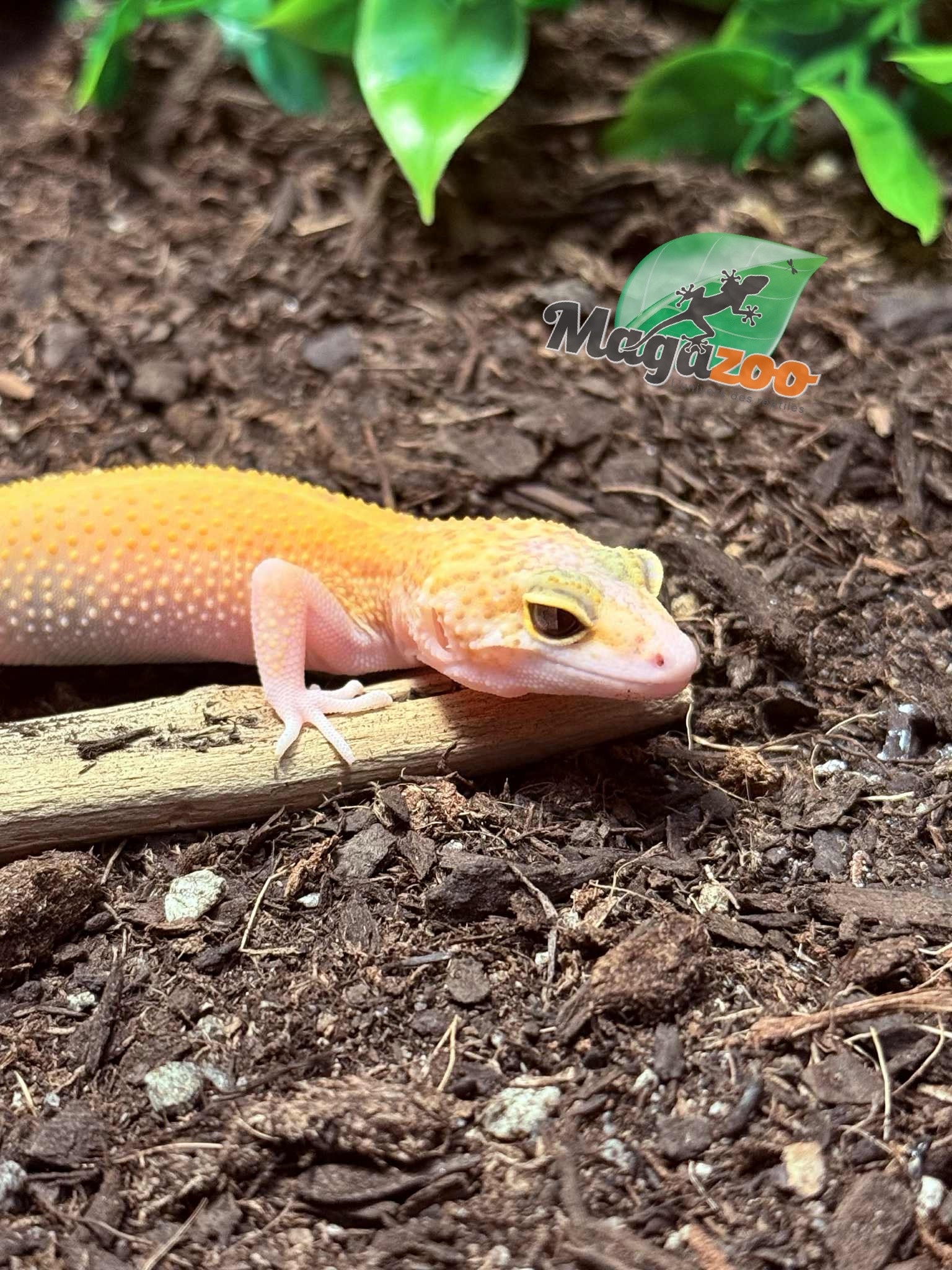 Magazoo Gecko léopard Patternless éclipse Femelle 20/04/25 #7 (EN COMMANDE SPÉCIAL)