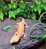 Magazoo Patternless Eclipse Female Leopard Gecko 04/20/25 #7 (SPECIAL ORDER)