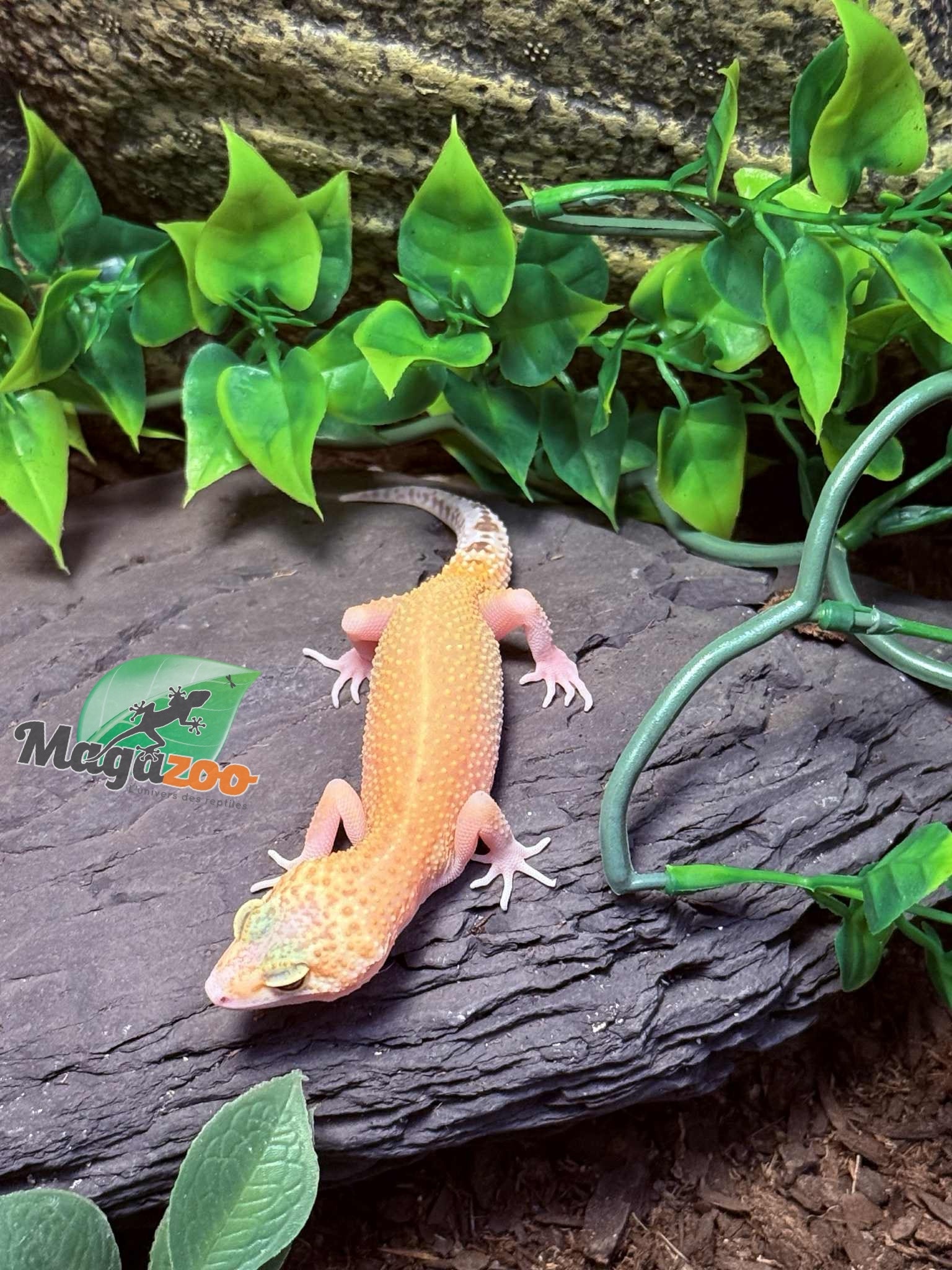 Magazoo Gecko léopard Patternless éclipse Femelle 20/04/25 #7 (EN COMMANDE SPÉCIAL)