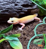 Magazoo Gecko léopard Patternless éclipse Femelle 20/04/25 #7 (EN COMMANDE SPÉCIAL)